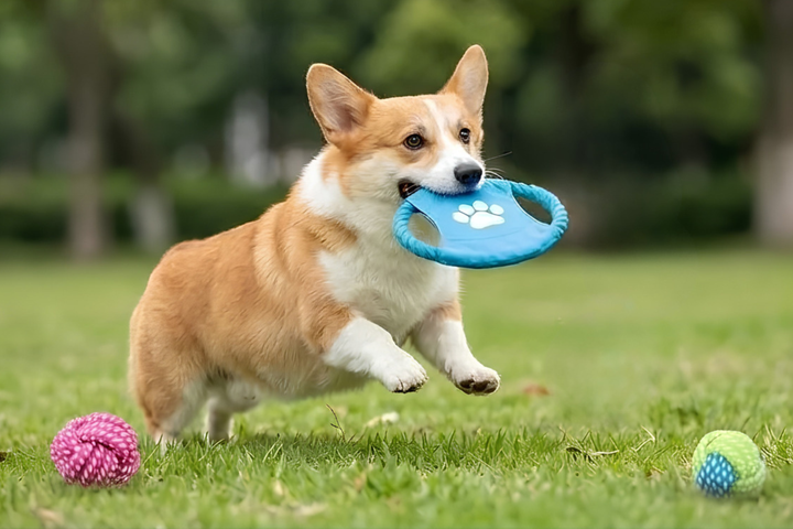 Playful Pet Toys for Happy Moments