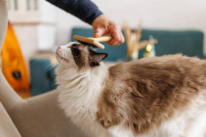 Easy Everyday Grooming for Pets